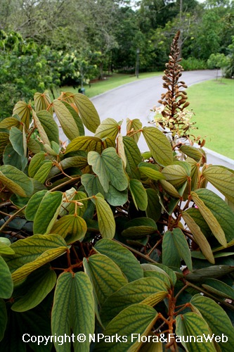 Bauhinia sp. (hairy stems, silver underside), flowering plant