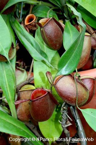 Nepenthes ampullaria (Brunei Red), multiple lower pitchers