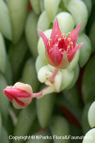 Sedum morganianum, close-up of flower & emerging bud