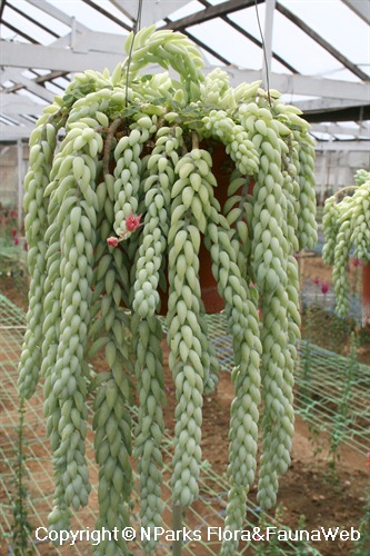 Sedum morganianum, potted plant