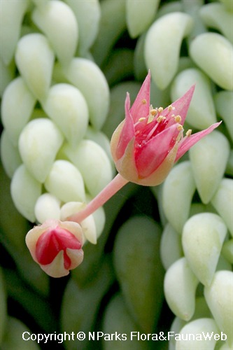 Sedum morganianum, close-up of flower & bud