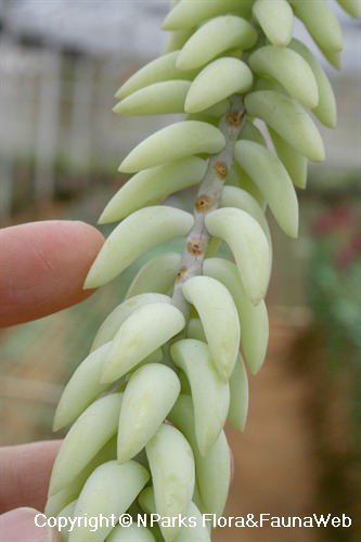 Sedum morganianum, leaves and stem