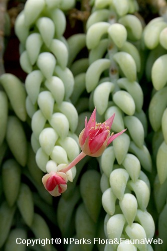 Sedum morganianum, flowering shoot