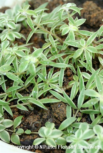 Sedum lineare 'Variegatum', leaves of plant grown in semi-shade