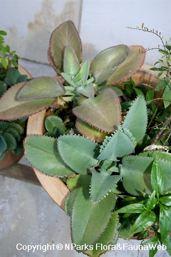 Kalanchoe x crenatodaigremontianum - potted plants