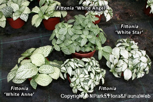 Some Fittonia albivenis (Argyroneura Group) cultivars - visual comparisons