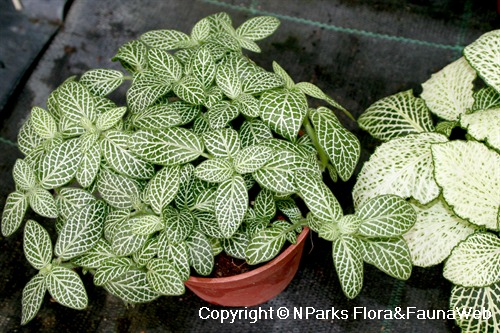 Fittonia albivenis (Argyroneura Group) 'White Angel' - potted plant