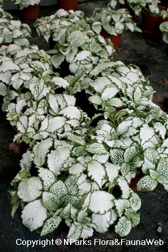 Fittonia albivenis (Argyroneura Group) 'White Star' - potted plants