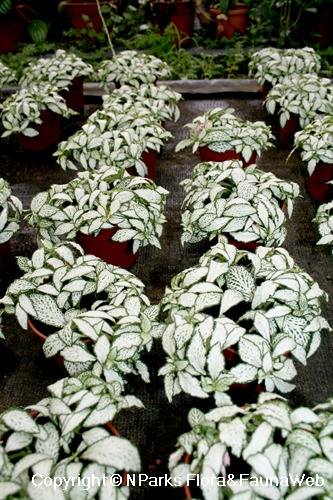 Fittonia cv. (narrow white leaves) - potted plants