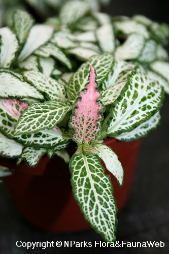 Fittonia cv. (narrow white leaves) - some specimens have reddish venation on young leaves, could be a sign of  Fittonia albivenis (Verschaffeltii Group) lineage