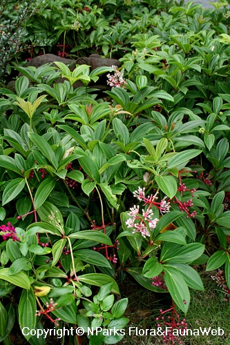 Medinilla cumingii (dwarf) - plants in landscape