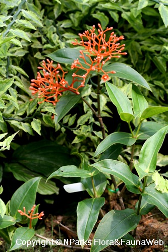Medinilla scortechinii 'Orange' - shrub in landscape