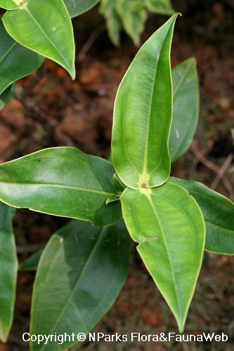 Medinilla scortechinii 'Orange' - opposite, 3-nerved leaves