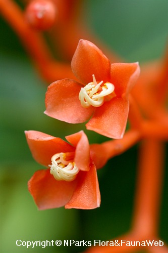 Medinilla scortechinii 'Orange' - flowers