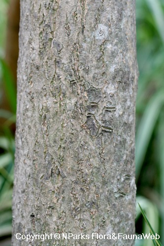 NParks | Mayodendron igneum