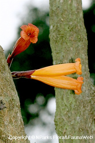 NParks | Mayodendron igneum