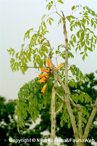 NParks | Mayodendron igneum