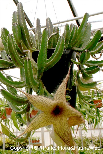 Stapelia gigantea - potted plant in nursery