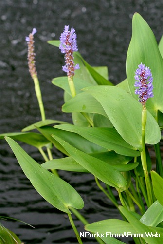Pontederia cordata var. cordata - plants in man-made pond