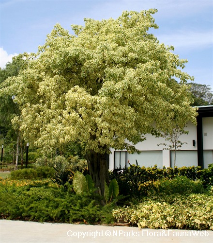 Ficus rumphii (cream-green variegated leaves) - tree in landscape