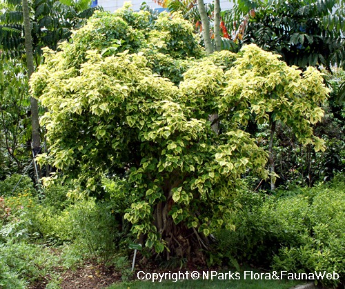 Ficus rumphii 'Variegata' - landscape tree