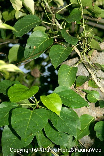 NParks | Ficus rumphii 'Variegata'