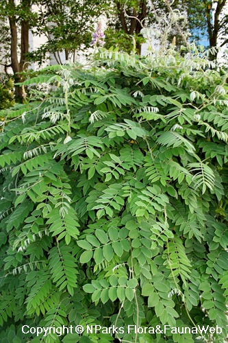 Afgekia mahidolae - leaves