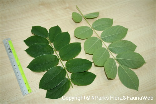 Afgekia mahidoliae - upper & lower sides of compound leaves obtained from plant in HortPark (Car Park Garden)