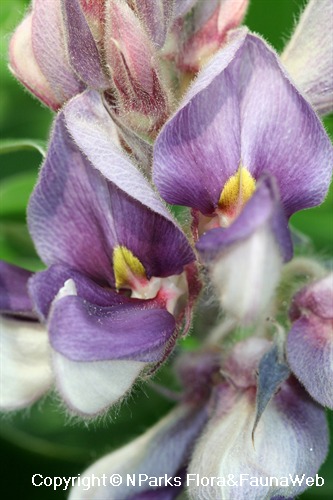 Afgekia mahidolae - pea-like hairy flowers