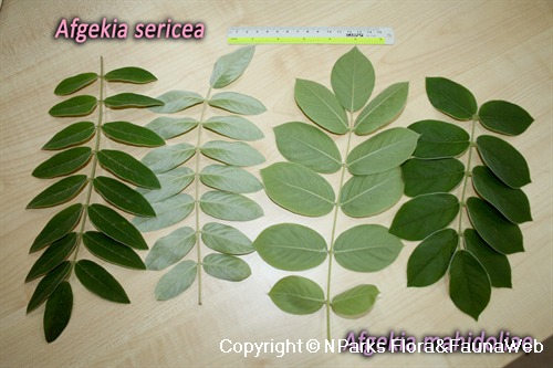 Afgekia mahidoliae vs. Afgekia sericea - foliar differences