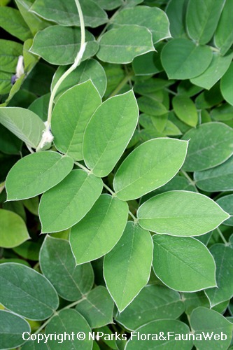 Afgekia mahidolae - pinnately compound leaves, with opposite leaflets