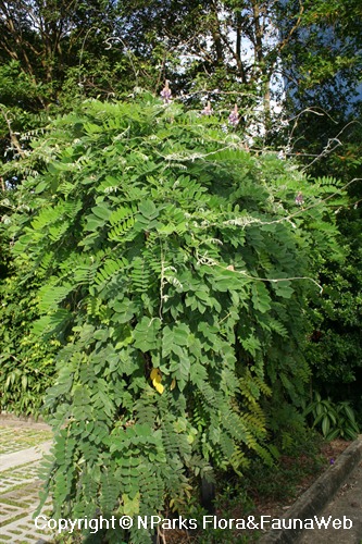 Afgekia mahidolae - plant on trellis