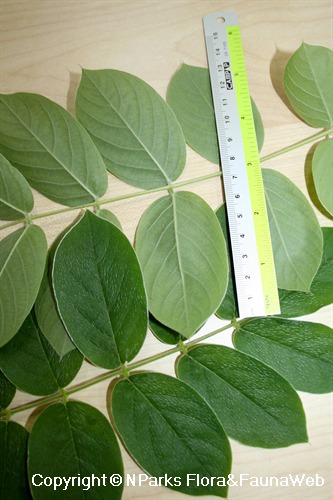 Afgekia mahidoliae - upper & lower sides of compound leaves obtained from plant in HortPark (Car Park Garden)