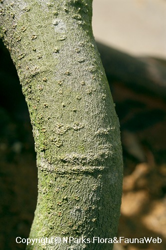 Mitrephora keithii - trunk