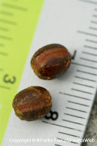 Mitrephora keithii - seeds from 1 fruit on 15 Feb 10