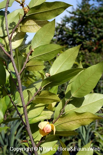 Mitrephora keithii - underside of foliage