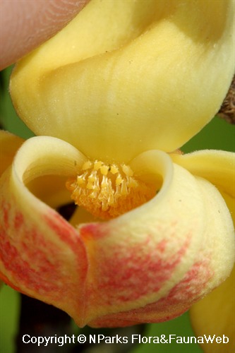 Mitrephora keithii - stigmatic head below mitriform inner petals