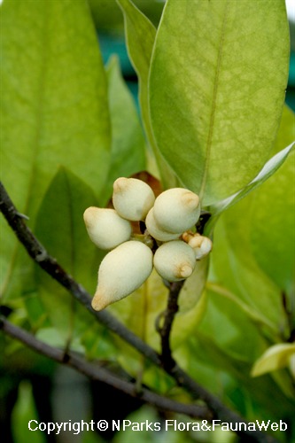 Mitrephora keithii - unripe fruits
