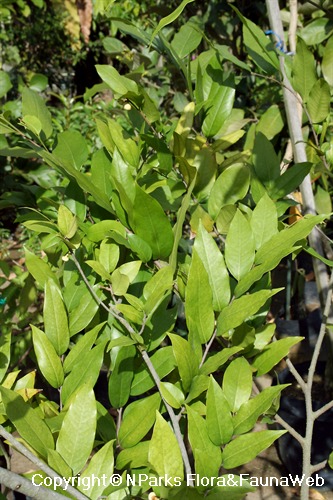 Mitrephora keithii - glabrous glossy leaves
