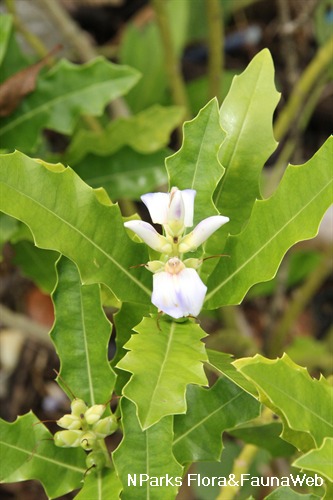 NParks | Acanthus ilicifolius