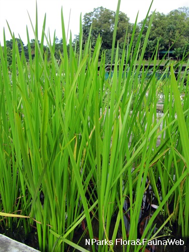 Medicinal Plants In Nepal, Acorus Calamus – ONWLWA