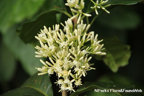 NParks | Aidia densiflora