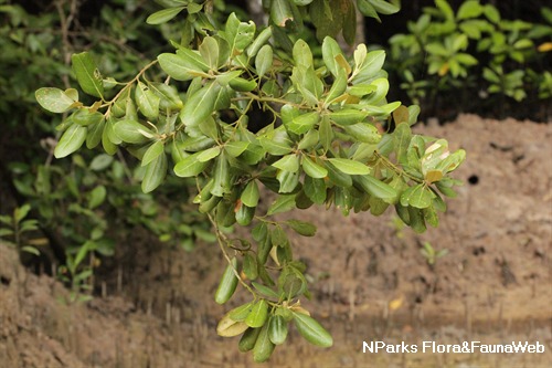 NParks | Avicennia rumphiana