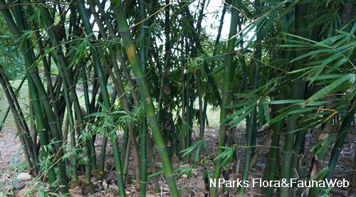 NParks | Bambusa vulgaris