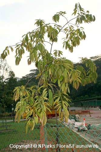 Calophyllum macrocarpum - tree in ground