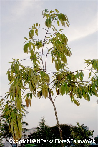 Calophyllum macrocarpum - recently-planted young tree