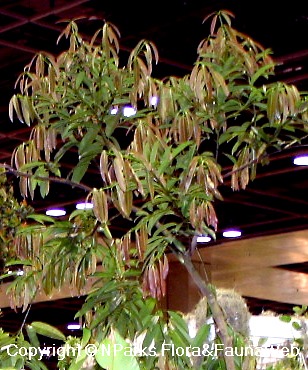 Calophyllum macrocarpum - tree with young foliar flush