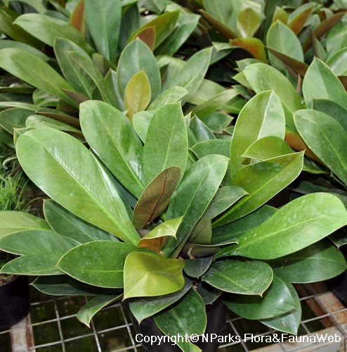 Philodendron linnaei - potted plant