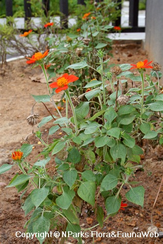 Tithonia rotundifolia online