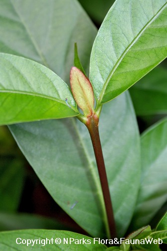 Neonauclea pallida ssp. pallida - flattened stipules of terminal foliar bud